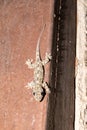 Small undetermined gecko, Madagascar Royalty Free Stock Photo