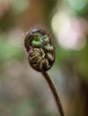 small unfurling silver fern frond koru