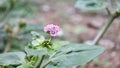 A small unknown light pink flower i see in forest, extreme macro shot Royalty Free Stock Photo