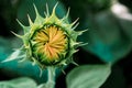 Small unopened sunflower Royalty Free Stock Photo