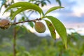 Small unripe apricots fruits riping on apricot tree in spring