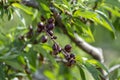 Small unripe apricots fruits riping on apricot tree in spring