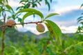 Small unripe apricots fruits riping on apricot tree in spring