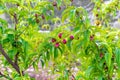 Small unripe apricots fruits riping on apricot tree in spring