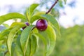 Small unripe apricots fruits riping on apricot tree in spring