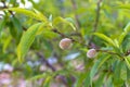 Small unripe apricots fruits riping on apricot tree in spring