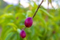 Small unripe apricots fruits riping on apricot tree in spring