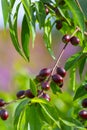 Small unripe apricots fruits riping on apricot tree in spring