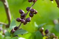 Small unripe apricots fruits riping on apricot tree in spring