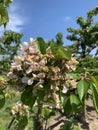 Small unripe cherry berries, flowers almost finished blooming in the spring of 2024 in Germany, against the blue sky Royalty Free Stock Photo