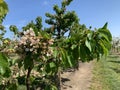 Small unripe cherry berries, flowers almost finished blooming in the spring of 2024 in Germany, against the blue sky Royalty Free Stock Photo