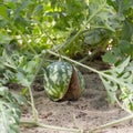 Small unripe craced watermelon in the garden burst Royalty Free Stock Photo