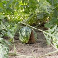 Small unripe craced watermelon in the garden burst