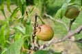 Small unripe green nectarines on the tree in an orchard