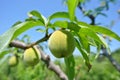 Small unripe green peaches on the tree in an orchard