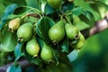 Small unripe green pear fruits Pyrus communis L. in summer orchard, closeup