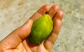 Small unripe mango in hand of a mango tree