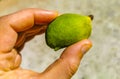 Small unripe mango in hand of a mango tree