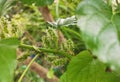 A small unripe mulberry on the branch of tree