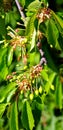 Close-up in the cherry tree with fruits in the initial phase 2