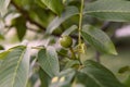 Small unripe walnut hang on a branch. Raw walnut in a green nutshell. Royalty Free Stock Photo