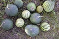 Small unripe watermelons in the field in the garden