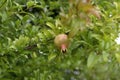 Small unripe wild pomegranate on a tree against a background of green foliage