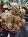 A small unusual fluffy cactus in a vase, blurred background, top view.