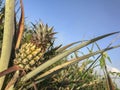 Small upripe thai pineapple from natural organic farm