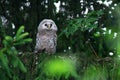 Small Ural owl, Strix uralensis, fluffy chick in boreal forest. Estonian nature.