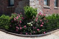 Small Urban Corner Garden with Pink Rose Bushes along an Old Brick Apartment Building in Astoria Queens New York Royalty Free Stock Photo