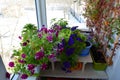 Small urban garden in the balcony with blooming petunias in winter. Beautiful flowers grow in pots and containers Royalty Free Stock Photo