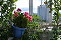 Small urban garden on the balcony. Pink pelargonium grows in pot on the background of city panorama Royalty Free Stock Photo