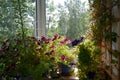 Small urban garden on the balcony with pink and violet petunia flowers in pots, and cobaea on trellis on the wall Royalty Free Stock Photo