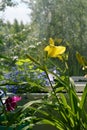 Small urban garden on the balcony with view on the forest. Day lily, petunia and lobelia grow in flower pots Royalty Free Stock Photo