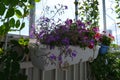 Small urban garden on the open balcony. Container with blooming lobelia and pelargonium hanging from the railing