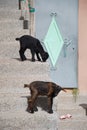 Small urban goats outside a door