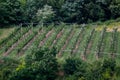 A small Valpolicella wine vineyard Royalty Free Stock Photo