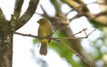 Small Variable seedeater female Royalty Free Stock Photo