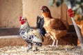A small variegated rooster steps in front of its flock of chickens