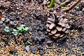 Small various stones, sand, soil with grass used as a background and base. A little green plants growing in the garden. Royalty Free Stock Photo