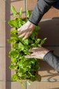 Small vegetable garden on the balcony in a flower box with sorrel plants Royalty Free Stock Photo
