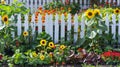 A small vegetable garden bursting with colorful produce surrounded by a white picket fence and towering sunflowers Royalty Free Stock Photo