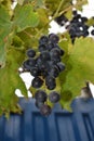 darg red regent grapes Royalty Free Stock Photo