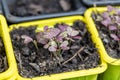 Small vegetable sprouts in plastic pots