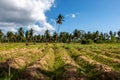 Small vegetables patch (farmland) in a village on Pemba Island, Tanzania Royalty Free Stock Photo