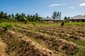 Small vegetables patch farmland in a village on Pemba Island, Tanzania. Royalty Free Stock Photo