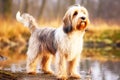 Small Vendeen Basset Griffon purebred beautiful breed of dog, background nature