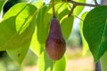 Small verdant green pear growing in the garden