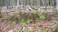 A Small Vernal Pool in the Blue Hills Reservation